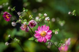 Japanese Anemones bloom in the fall